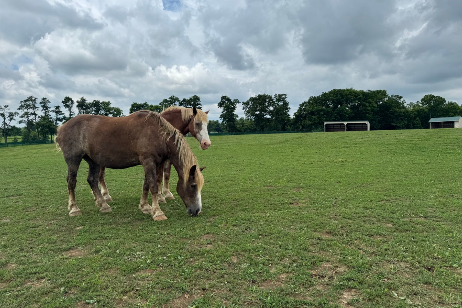 two brown horses grazing in an open pasture