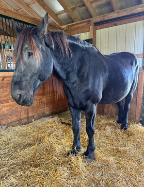 black horse standing in a barn