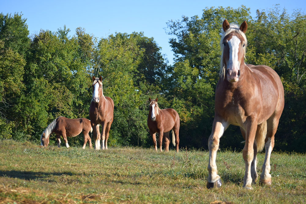 four horses in a field