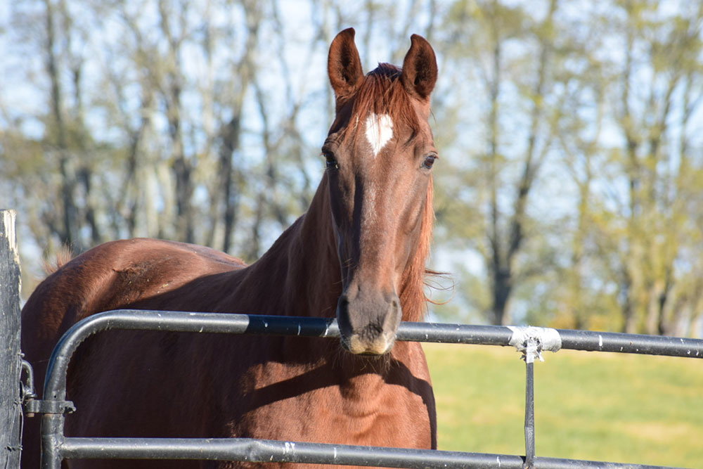 brown horse behind fence