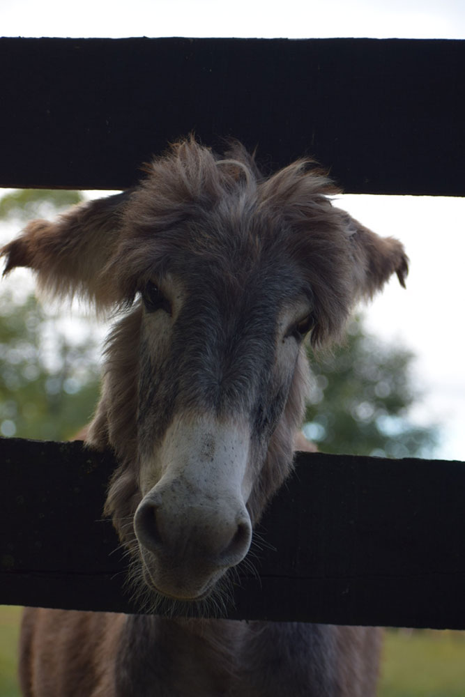 horse sticking it's head through a fence