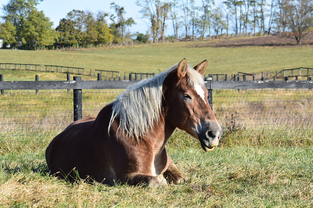 horse laying in pasture