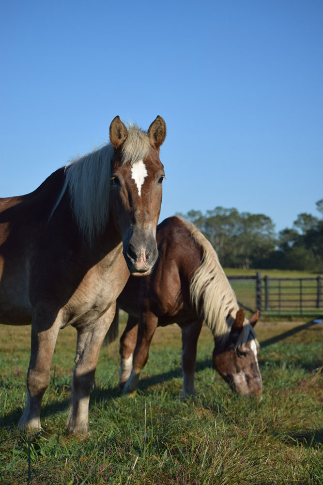 two horses in fenced in area