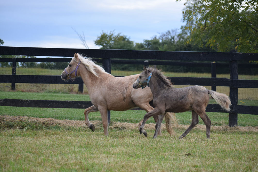 two horses running in an enclosure