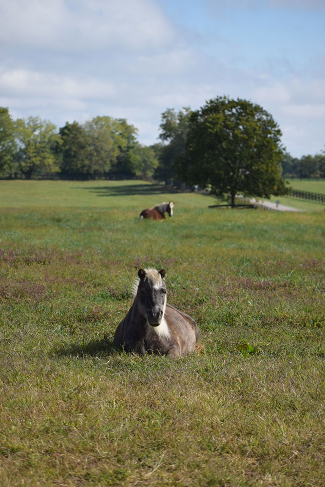 two horses laying in the field