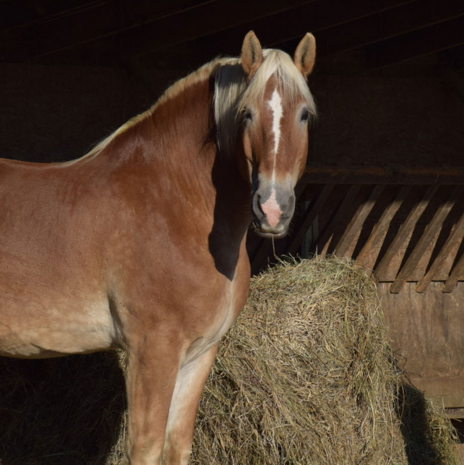 charlie the horse