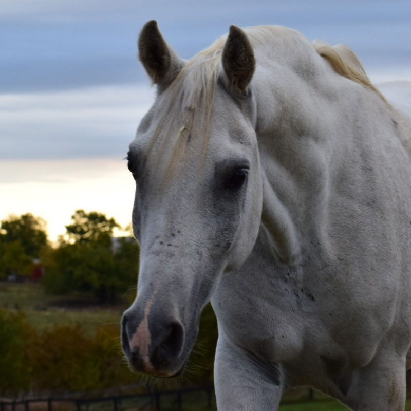 george the horse