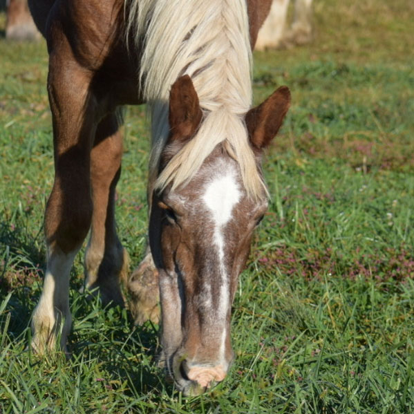 katie the horse